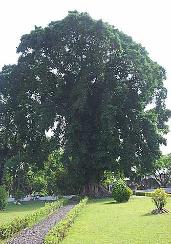 the sacred tree