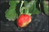 images/gallery/strawberry-garden/strawberry_garden_03.jpg