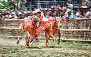 Karapan Sapi - Bull Race