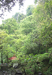 propical forest scene