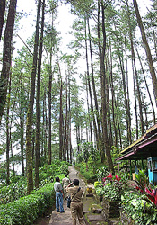 pinus route