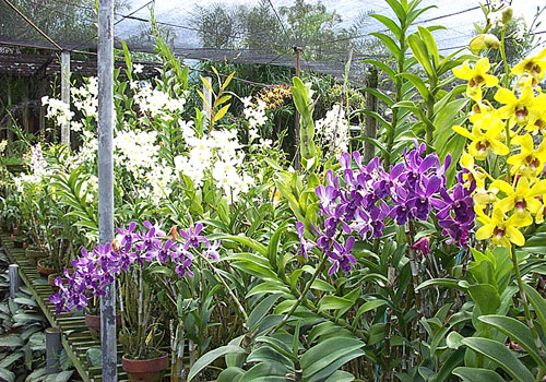 sien orchid