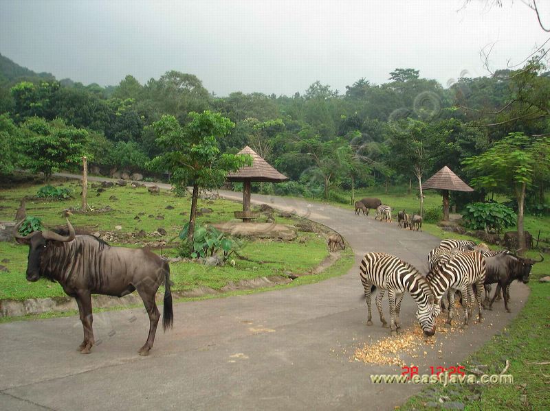 taman_safari_ii_28.jpg