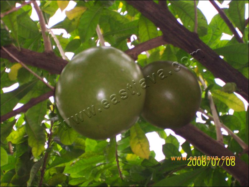 Mojo Fruit : The Legend Fruit Related With Mojopahit History