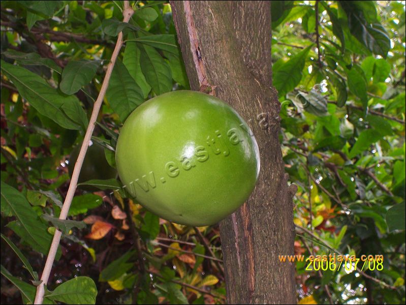 Mojo Fruit : The Legend Fruit Related With Mojopahit History