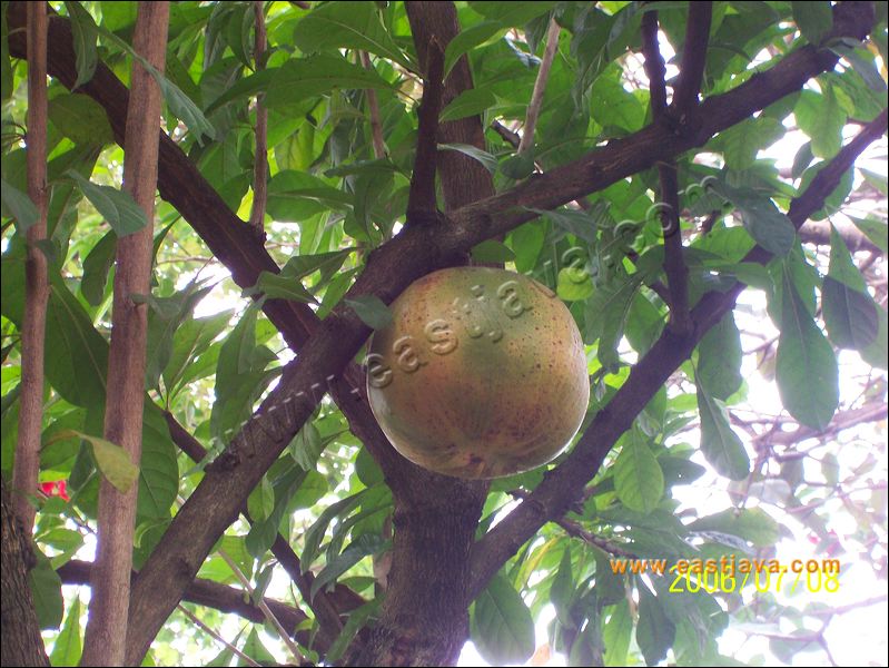 Mojo Fruit : The Legend Fruit Related With Mojopahit History