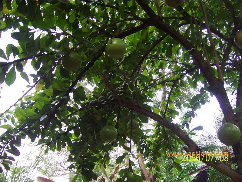 Mojo Fruit : The Legend Fruit Related With Mojopahit History