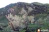 images/gallery/ijen-crater/IMG_7736.jpg