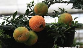 images/gallery/agro-kusuma/agro_kusuma_01.jpg