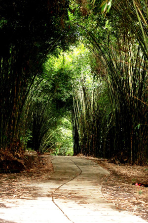 Wisata Hutan Bambu Merupakan Wisata Alam Paling Menarik Di Lumajang Wisata Hutan Bambu Merupakan Wisata Alam Paling Menarik Di Lumajang