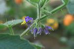 images/gallery/condido/condido_agro_herbal_16.jpg