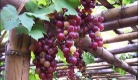 ../images/gallery/kebun-anggur/garden_grape_01.jpg