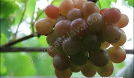 ../images/gallery/kebun-anggur/garden_grape_02.jpg