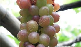 ../images/gallery/kebun-anggur/garden_grape_06.jpg