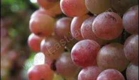 ../images/gallery/kebun-anggur/garden_grape_09.jpg