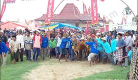 galleries/bullracing/preview/kerapan_sapi_06.jpg