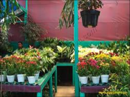 images/gallery/bratang_market/bratang-flower-market-21.jpg