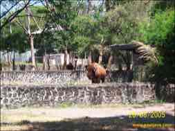 images/gallery/surabaya_zoo/surabaya-zoo-17.jpg