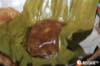 images/gallery/desa-kemiren/IMG_7640.jpg