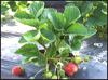 images/gallery/strawberry-garden/strawberry_garden_04.jpg