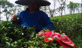 images/gallery/wonosari/tea-plantation-15.jpg