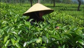 images/gallery/wonosari/tea-plantation-17.jpg