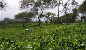images/gallery/wonosari/tea-plantation-18.jpg