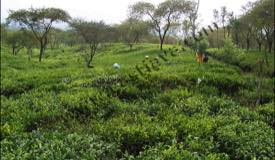 images/gallery/wonosari/tea-plantation-19.jpg