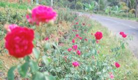 ../images/gallery/rose_garden/Agrowisata_Bunga_Mawar_2.jpg
