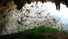 images/gallery/luweng-ombo/luweng-ombo-cave-pacitan-east-java-3.jpg