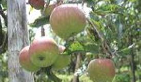 images/link/apple-agro-gallery.jpg