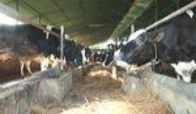 images/link/milk-industry-gallery.jpg