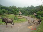 taman_safari_ii_28