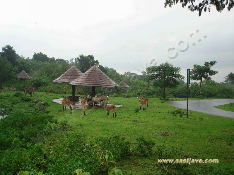 taman_safari_ii_40.jpg