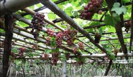 ../images/gallery/kebun-anggur/garden_grape_04.jpg