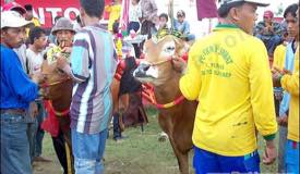 galleries/bullracing/preview/kerapan_sapi_04.jpg