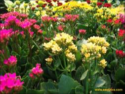 images/gallery/bratang_market/bratang-flower-market-08.jpg