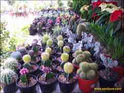 images/gallery/kayoon/kayoon-flower-market-15.jpg