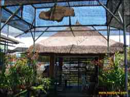 images/gallery/orchid_market/anggrek-market-surabaya-15.jpg