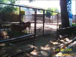 images/gallery/surabaya_zoo/surabaya-zoo-27.jpg